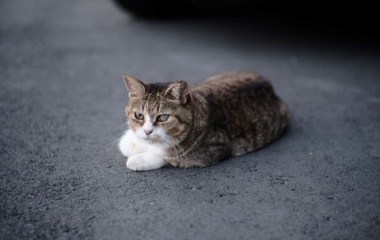 『2023年秋の猫ちゃん特集　2023/09/30』の画像