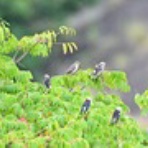 ヨット　Jennifer号 航海記　探鳥旅行記