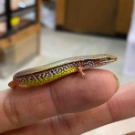 爬虫類倶楽部大宮店公式ブログ