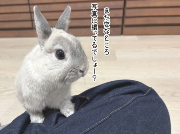 うさぎのルリ(10/8追記)