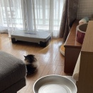 出迎えしないお猫さん