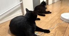 【猫写真】猫たちが一緒にいると嬉しい