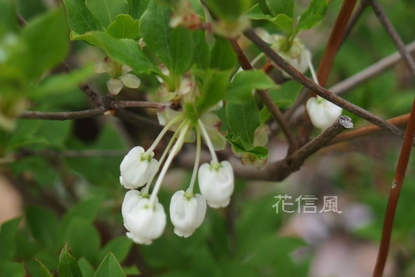 花信風 季節からのたより 15年04月