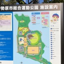 桜巡り！　伊勢原　総合運動公園