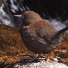 『投稿：BORG107FLによるカワガラス５態　2022/04/24』の画像