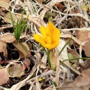 もうすぐ春、クロッカスの花が開いていた❗️