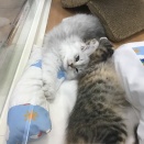 可愛いねこちゃん