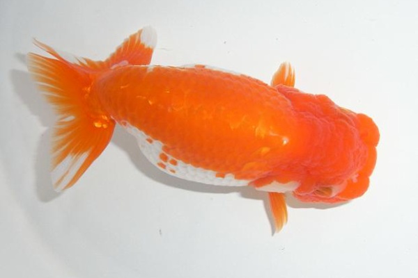 3坪ファームで魚と虫を愛でる - 堀口養魚場