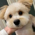 仔犬ちゃんシャンプー