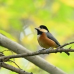 野鳥は可愛い♪ ２