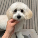 ペットショップ ワンラブ ららぽーと沼津店のスタッフブログ