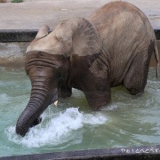 今年の見納め?!プールで遊ぶ砥愛ちゃん