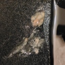 ツノガエル健康な便と異常な便💩