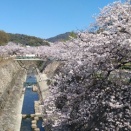 妙法寺川の桜