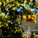 1月の川根路　夏ミカンと東急電車