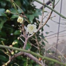 ☆4月19日～5月10日『藤岡正明弾き語りLIVE TOURブラックバード号で行く"さすらい一人旅"2026"』☆