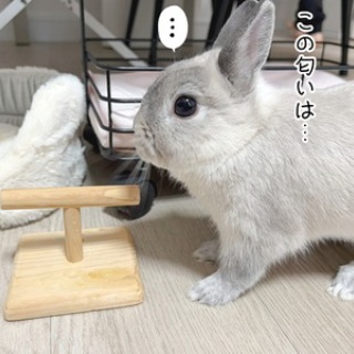 ブンチョ日誌