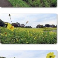 昭和記念公園・花の丘・レモンブライト