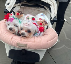 赤坂サカス通信🛜です😊💓🐶