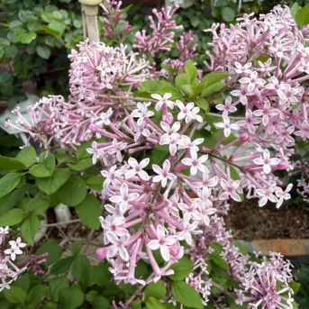 ＊あらま、ラベルと違う花が咲きました！｜姫ライラック