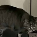 旦那が私の足をマッサージしていた。こっちもおねがい♪ → 毛玉がすっ飛んできました…