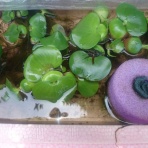 茶伝七條製茶　七条孝之のつぶやき