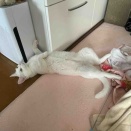直近の営業日