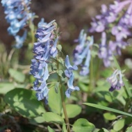 【春の森】これまでで一番早く始まった舞踏会！