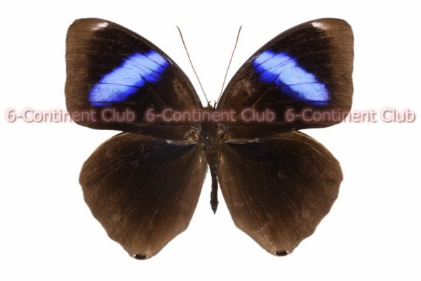 京大蝶研六大陸クラブのTropical Delights - ワモンチョウ族 Amathusiniini