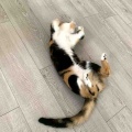 キャリコちゃん3歳になりました