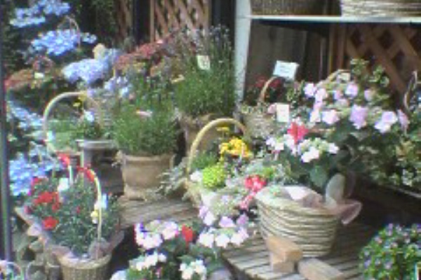 浦安 行徳 妙典 東京湾岸千葉情報 便利なお店 お花