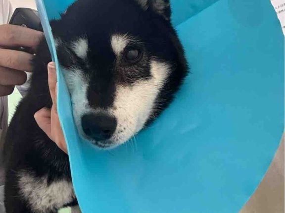 おっさん声で叫ぶここちゃんと、いろちゃんの耳にバンザイ！