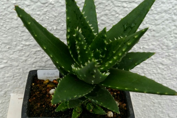 盆栽な感じで 的な 不夜城