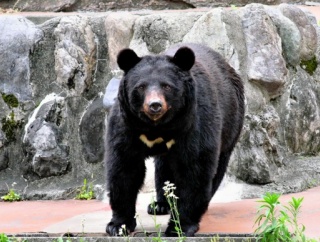 クマはかわいいから殺さないで欲しいよな