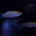 『4月18日(金)熱帯魚入荷情報②🐟』の画像