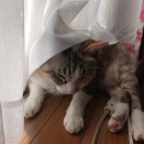 悪魔と夜ふかし