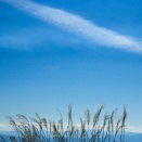 山のススキ（加光）