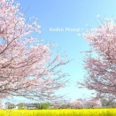 飯能市の花*2026年3月末チャリ散歩＃2