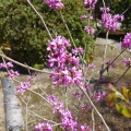 花スオウの実