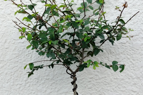 盆栽な感じで 的な 18年08月