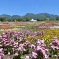 くじゅう花公園！