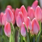 �פ�����ơ֥��������塼��å�🌷 �פȤ��䤹�ߥ��󥰡�Piano Man��