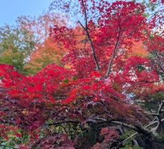 湯河原温泉2025① 南国酒家(八重北食堂) ・ 踊り子63号 ・ 万葉公園(紅葉狩り) ・ ニューウェルシティ湯河原