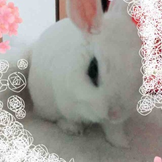 まっしろぅさぎのむぅたん🐰