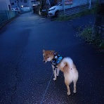 柴わんこと暮らす日々