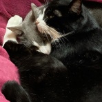 猫ちゃんと私のとんでもない日常日記
