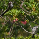 シマエナガ幼鳥 Long-tailed Tit