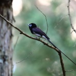 青色鳥撮り