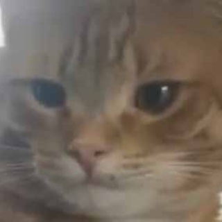 猫の動画 ねこわん！