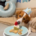 【MLB】「カメラマン大谷君かな？」デコピン?ケーキの食べ方?にファン感心「うちの犬なら一口だな」「食べ方がお上品」